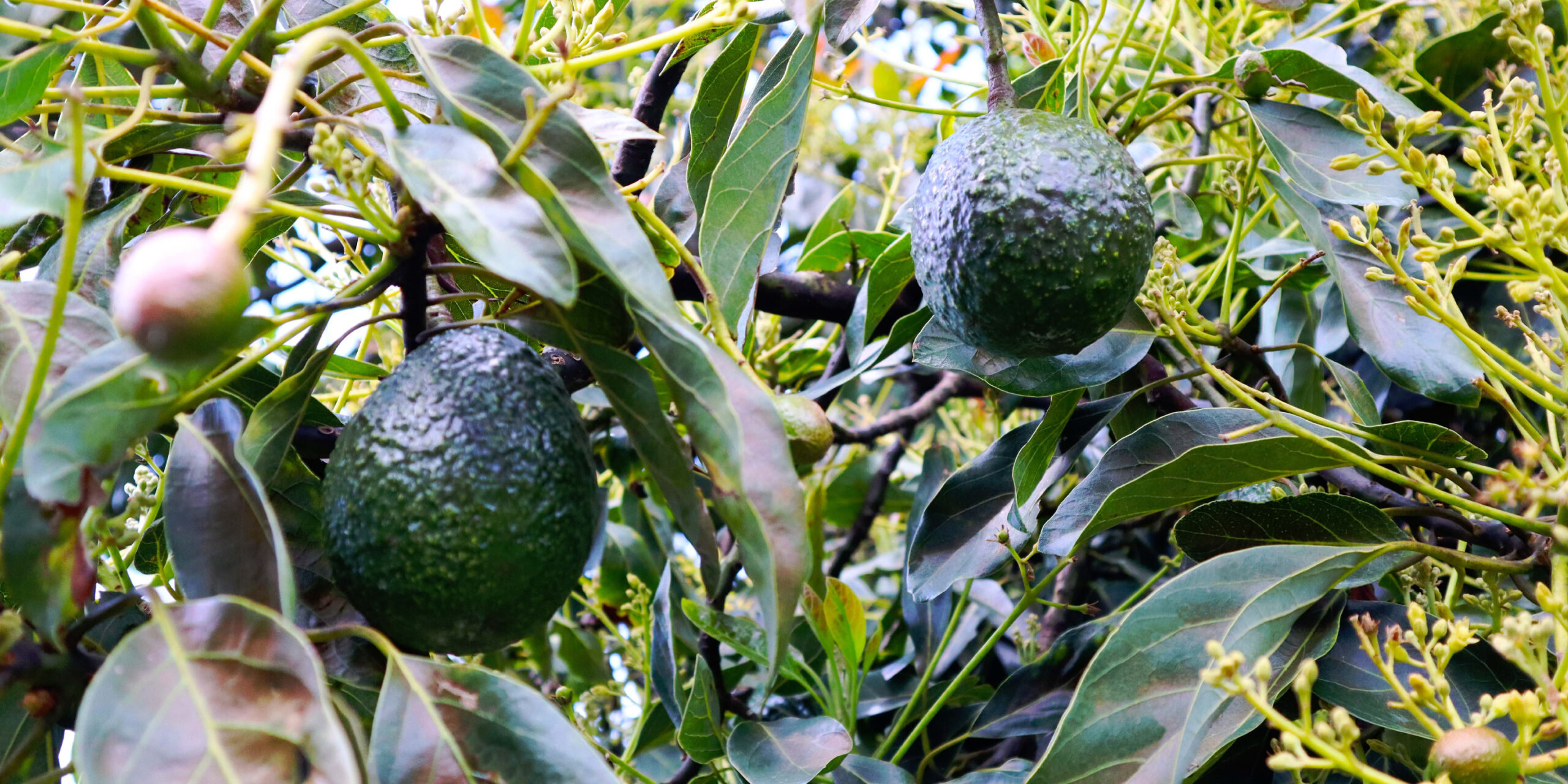 PRINCIPALES PLAGAS EN EL CULTIVO DE AGUACATE