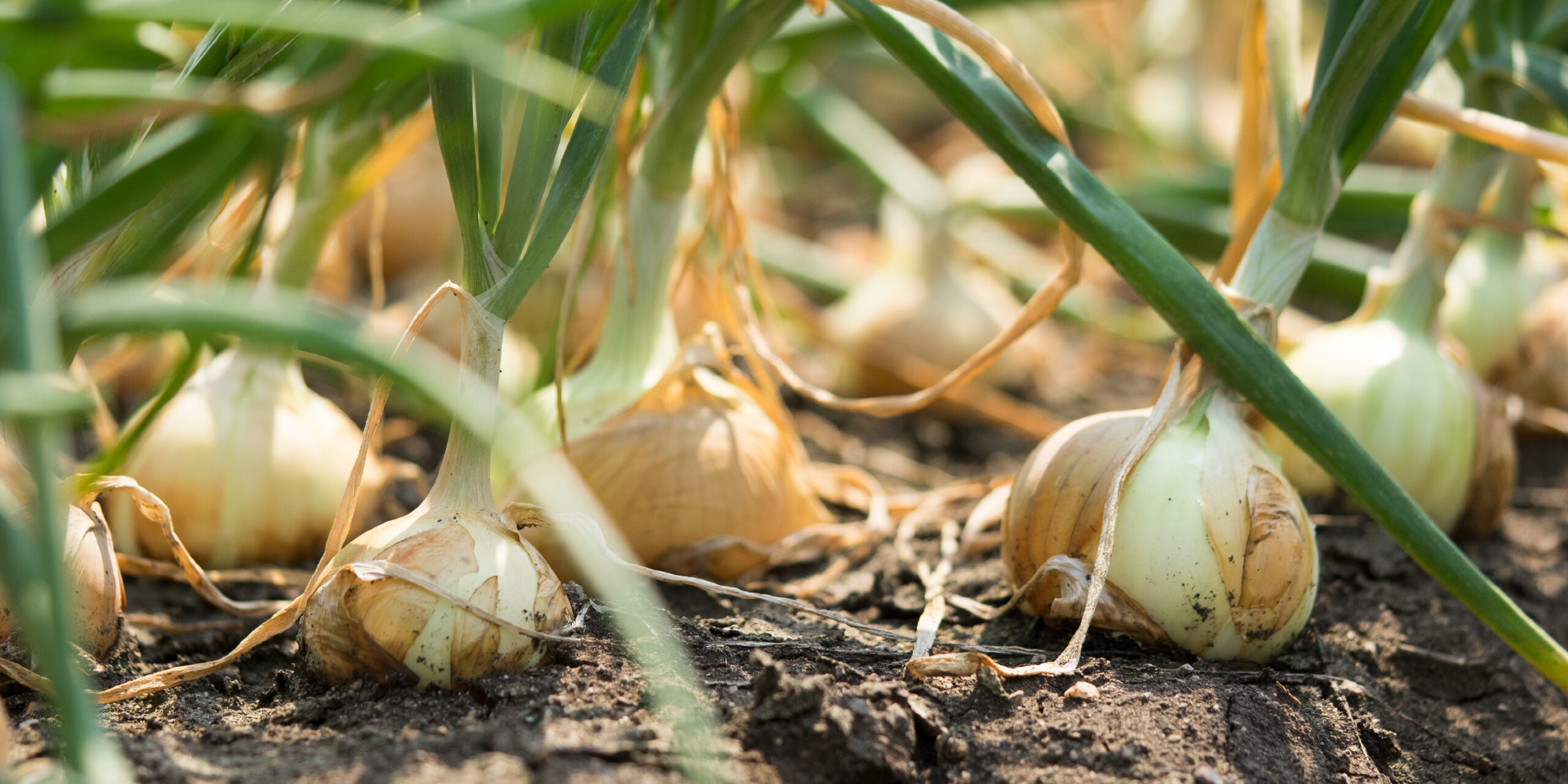 BUENAS PRÁCTICAS AGRÍCOLAS EN CULTIVO DE CEBOLLA