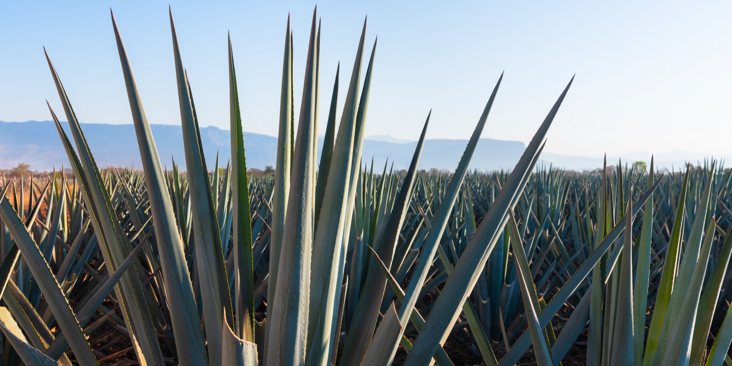 CONTROL DE ANILLO ROJO EN AGAVE