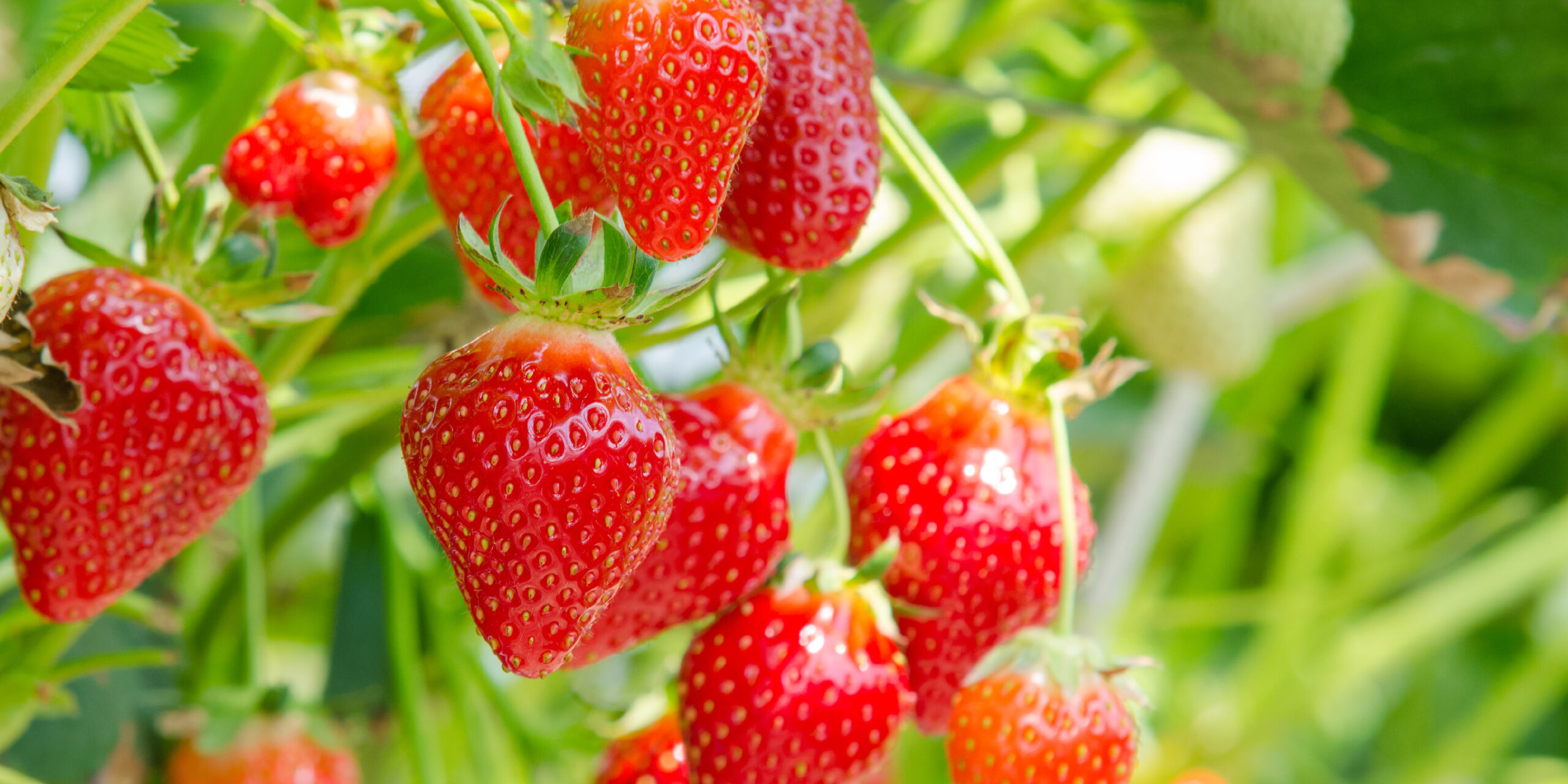 GUÍA TÉCNICA PARA MANEJO DE PLANTAS DE FRESA PARA AUMENTAR LA CALIDAD DEL FRUTO