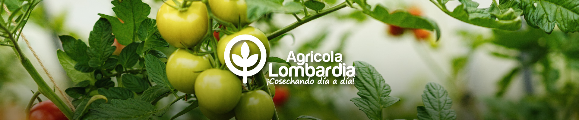 Serifel BASF Merivon Headline basagran herbicida bayfolan elumis herbicida fusilade herbicida clavis bayer syngenta elumis topas ridomil gold primagram gold basagran biothrine flow elumis syngenta elumis herbicida precio elumis duo elumis herbicida megafol bayfolan forte sivanto ficha tecnica isabion ampligo bayfolan ficha tecnica pivot herbicida elumis precio clavis bayer precio basagran 480 ampligo ficha tecnica basagran 480 para que sirve previcur herbicida elumis precio banvel herbicida aliette fungicida krovar ridomil minecto duo sivanto switch fungicida biothrine isabion ficha tecnica ampligo precio amistar gold demand duo ampligo syngenta amistar decis forte isabion syngenta herbicida fusilade elumis herbicida para que sirve cupravit basagran herbicida ficha técnica sifatec yieldon syngenta clavis bayer uniform syngenta clavis bayer precio krovar precio movento ficha tecnica cultar syngenta herbicida basagran ridomil gold bravo elumis herbicida ficha técnica megafol ficha tecnica adengo insecticida para gusano cogollero bayer ridomil gold 480 previcur benevia quick bayt deltametrina bayer amistar gold ficha técnica previcur energy krovar herbicida minecto duo ficha técnica brexil combi actara quilt syngenta karate zeon ficha técnica herbicida elumis herbicida glifosato anajalsa imidacloprid bayer valagro catálogo biothrine flow bayer denim syngenta bayfolan para que sirve fusilade herbicida precio alika syngenta bayfolan forte miravis prime ficha tecnica bayfolan precio corteva agriscience dual gold folicur elumis duo precio