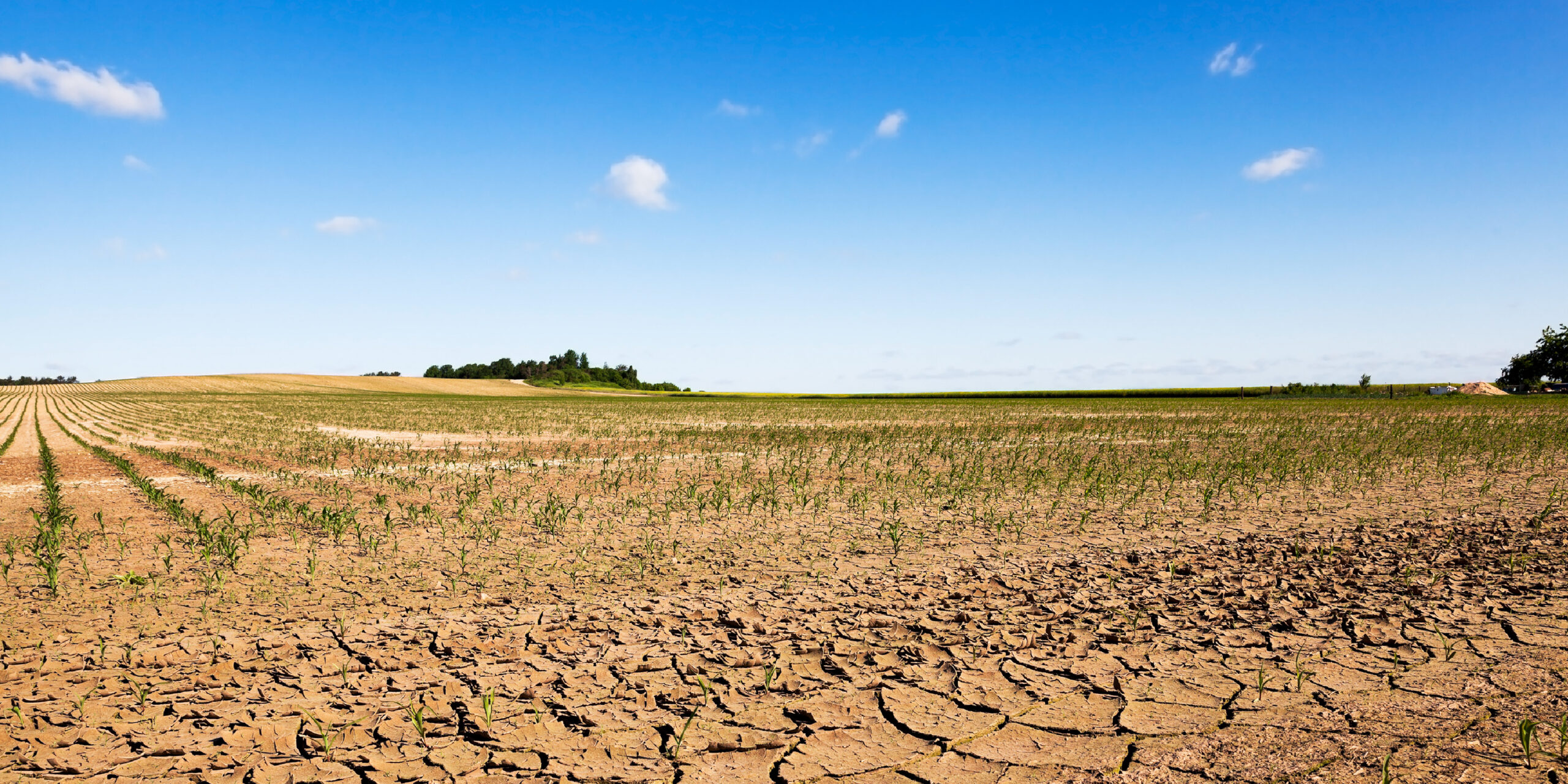 La sequía es una constante en la producción agrícola