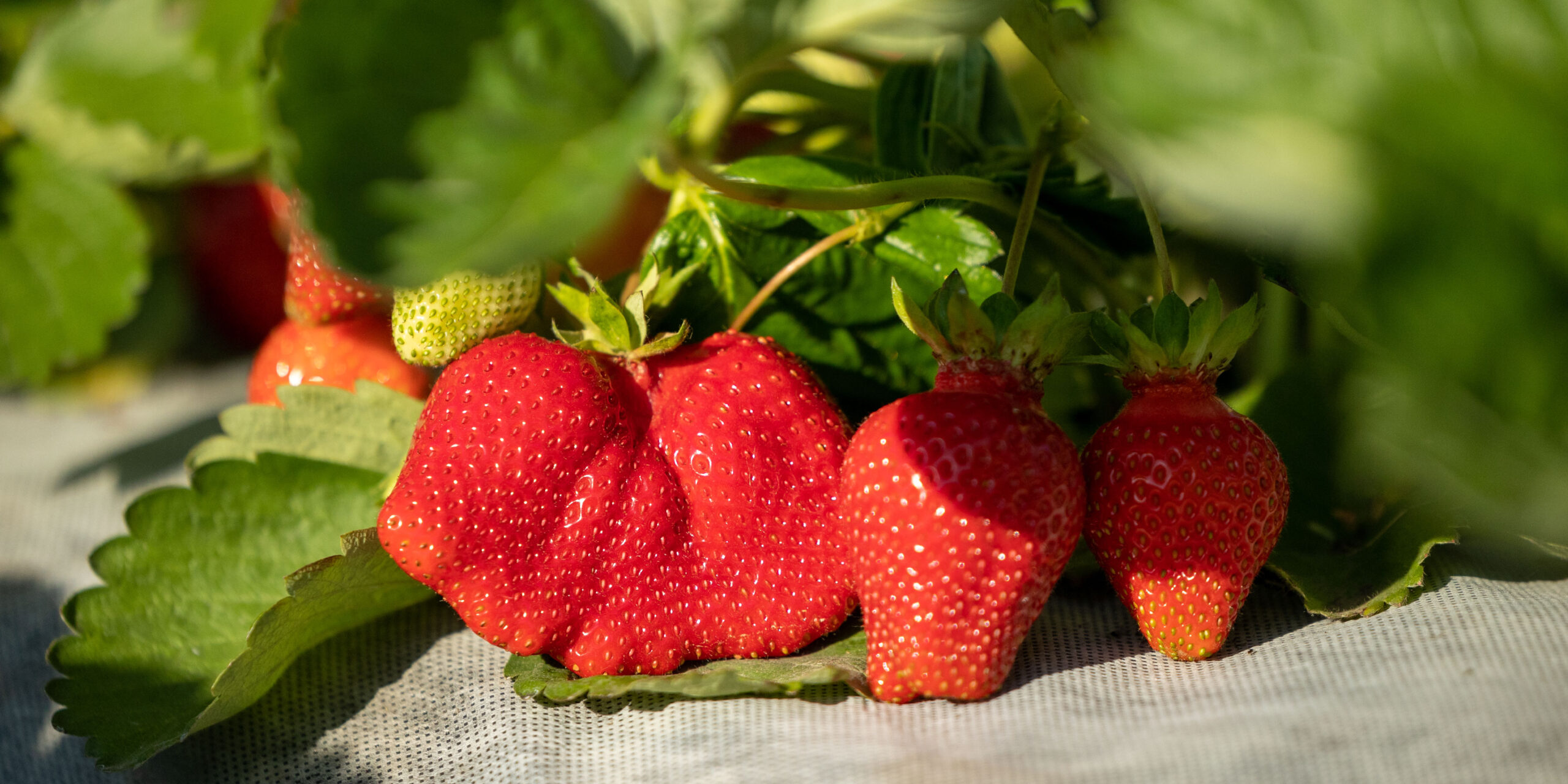 Producción de fresa en riesgo; agricultores pronostican disminución de cosecha 