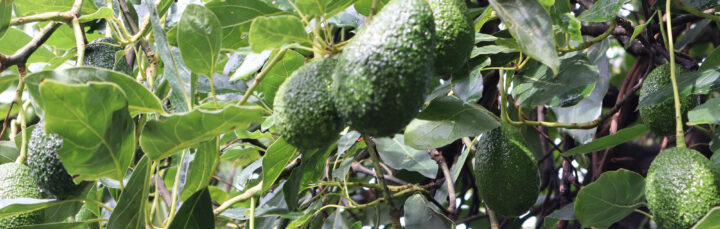 Cultivo de aguacate Hass
Producción de aguacate en Michoacán
Manejo agronómico del aguacate
Plagas y enfermedades del aguacate
Fertilización del aguacate
Poda del aguacate
Exportación de aguacate a EE.UU.
Riego en cultivos de aguacate
Rendimiento por hectárea de aguacate
Certificaciones para exportar aguacate
Mercado internacional del aguacate
Impacto ambiental del cultivo de aguacate
Aguacate y cambio climático